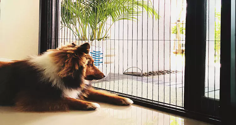 Sliding Screen Pet Door Repair in Sunny Isles Beach, FL